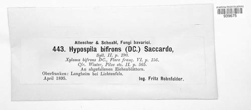 Hypospilina image